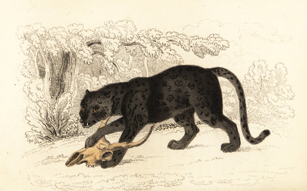 Svart jaguar, Fanthera pardus., 1834 (gravering) av William Alexander Forbes