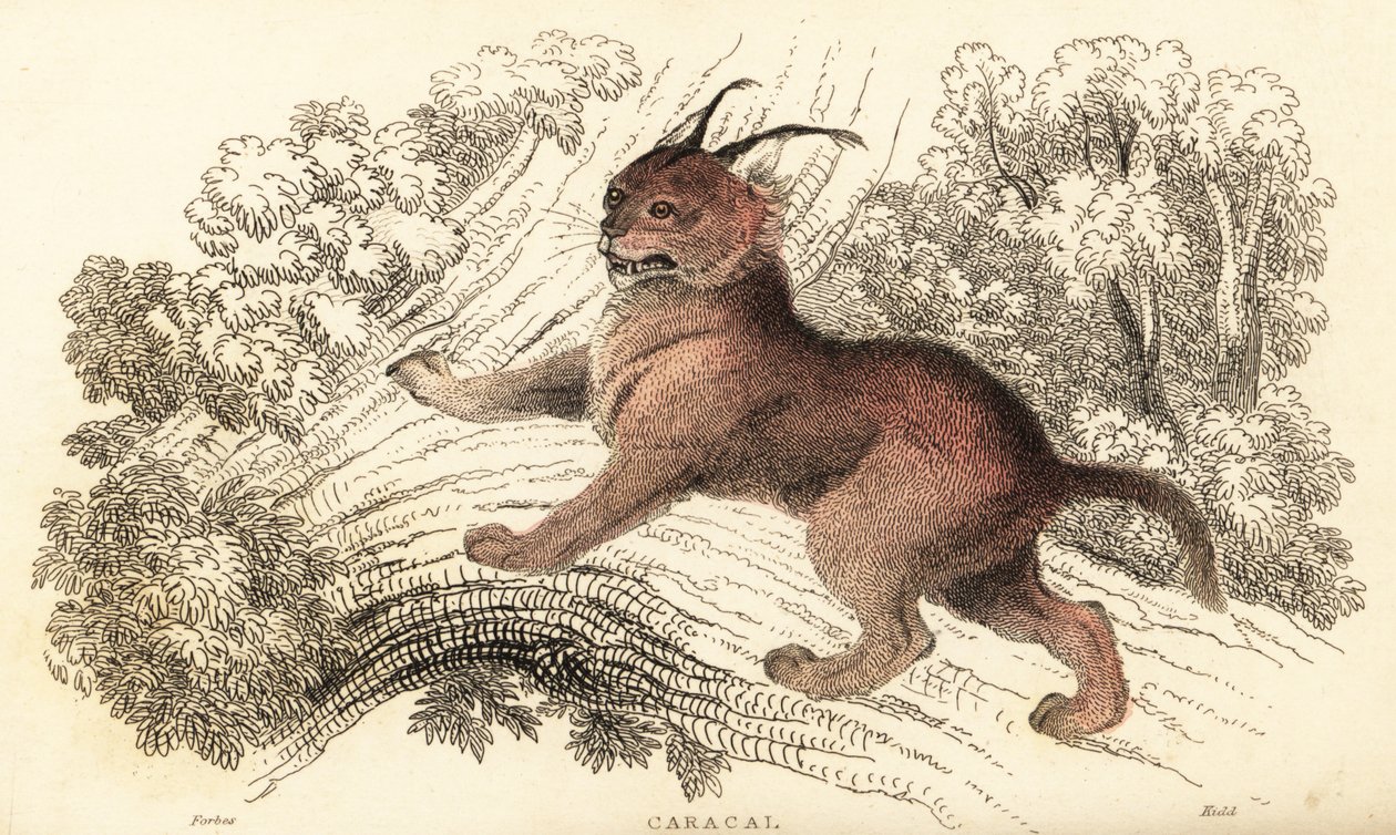 Caracal, Caracal Caracal., 1834 (gravering) av William Alexander Forbes