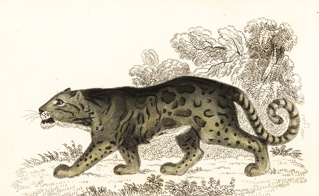 Skyet leopard, Neofelis nebulosa., 1834 (gravering) av William Alexander Forbes