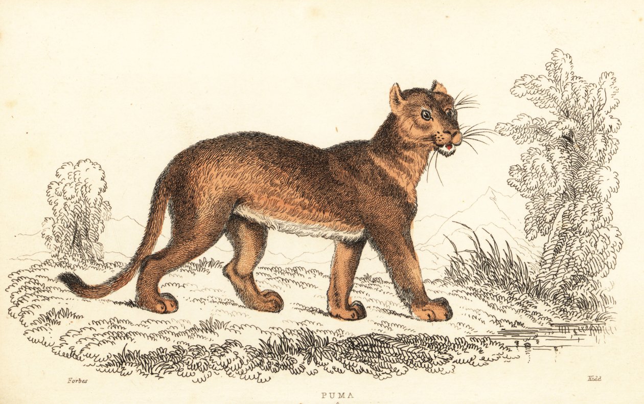 Cougar, Puma concolor., 1834 (gravering) av William Alexander Forbes