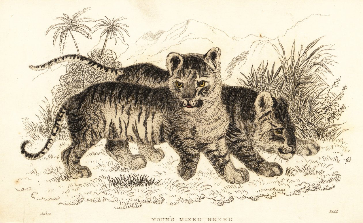 Hybrid løve- og tigerunger. ,1834 (gravering) av William Alexander Forbes