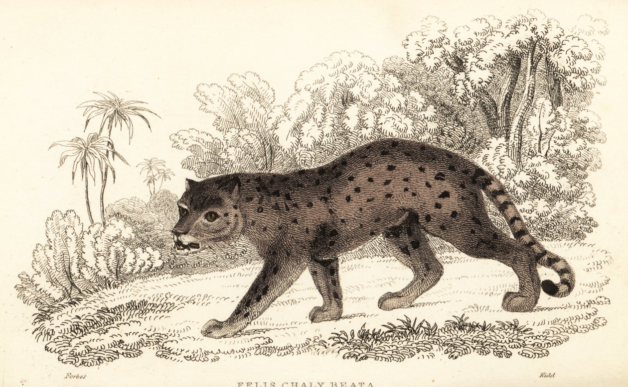 Jaguarandi, puma respekterer., 1834 (Engaraving) av William Alexander Forbes