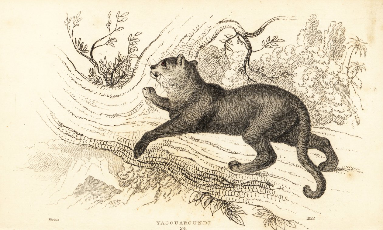 Jaguarandi, puma respekterer., 1834 (Ngaraving) av William Alexander Forbes