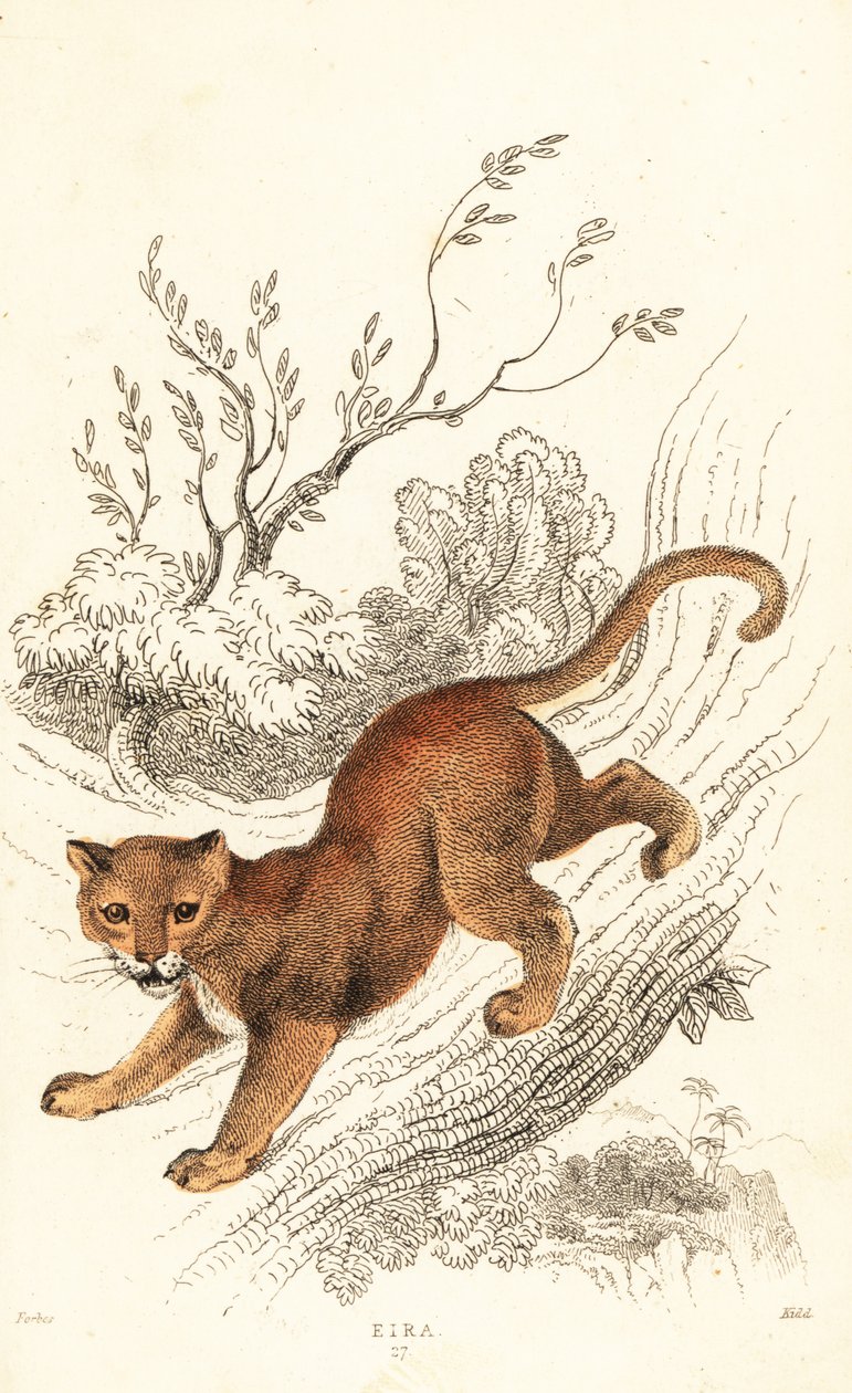 Jaguarandi, puma respekterer., 1834 (Ngaraving) av William Alexander Forbes