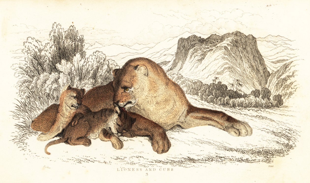 Løvinne og unger, Panthera leo., 1834 (gravering) av William Alexander Forbes