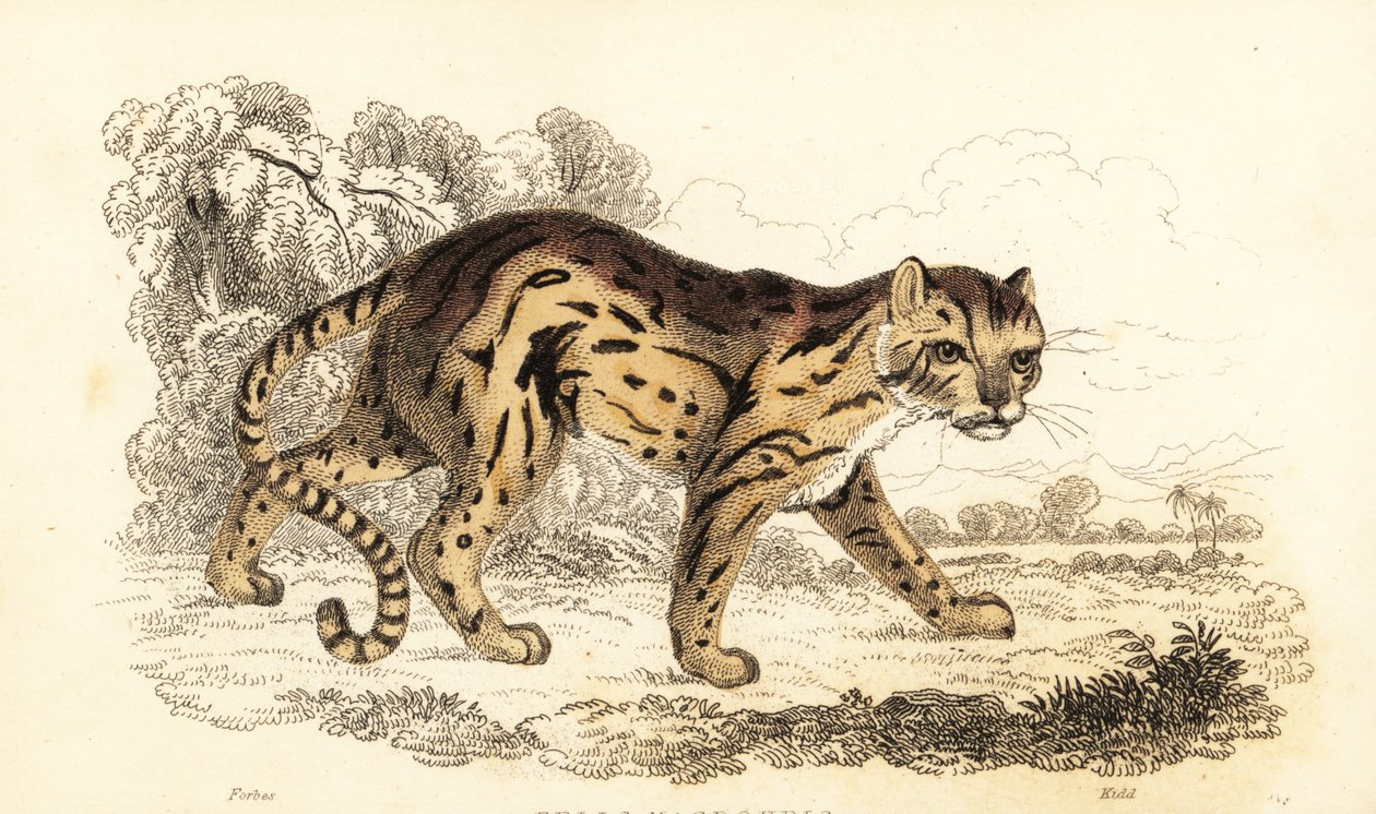 Margay, lærte Leopard. ,1834 (gravering) av William Alexander Forbes
