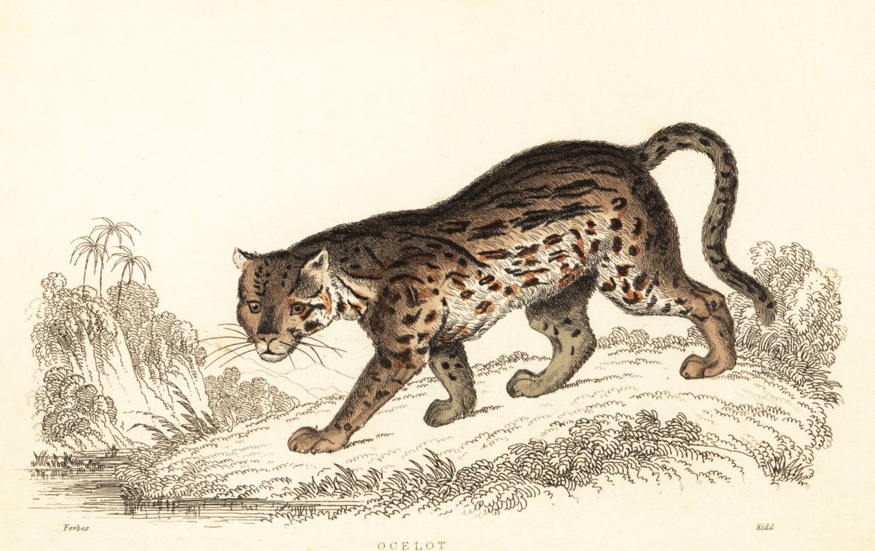 Ocelot, Leopardus pardalis.,1834 (gravering) av William Alexander Forbes