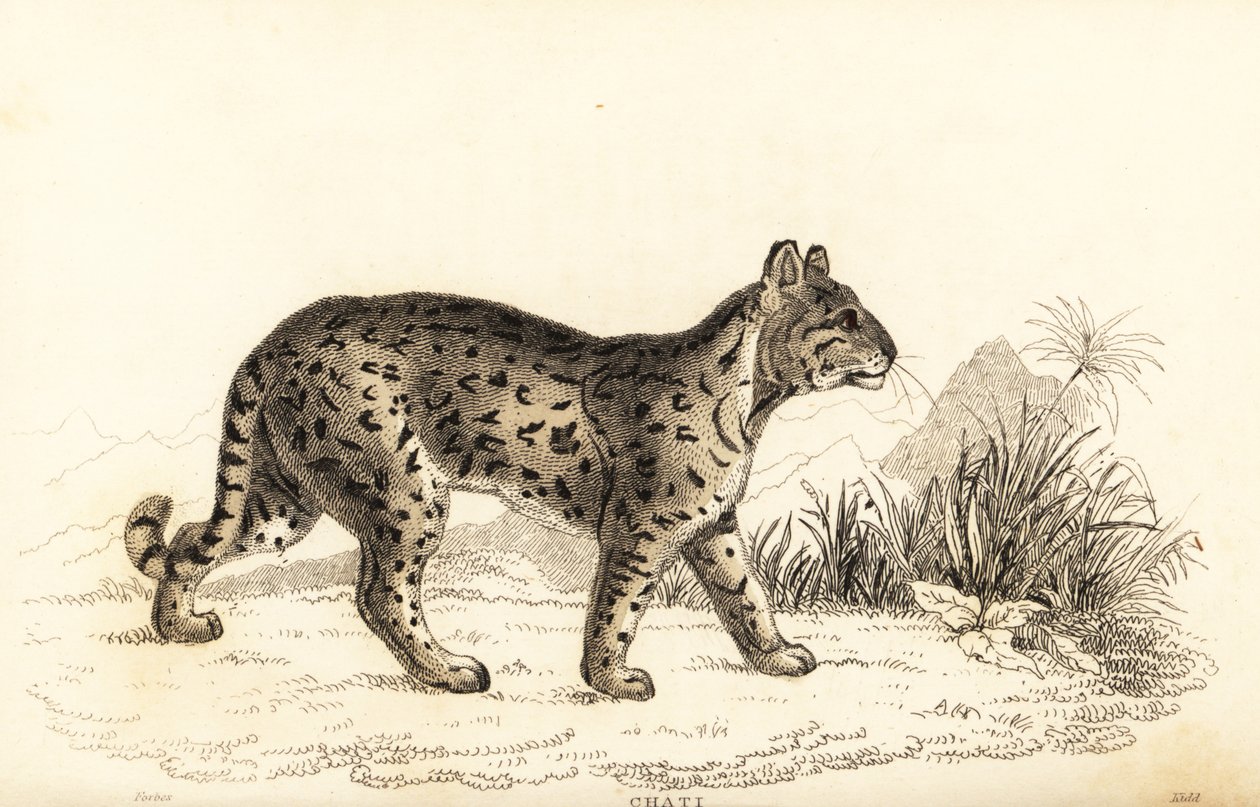 Ocelot, den milde leoparden. , 1834 (gravering) av William Alexander Forbes