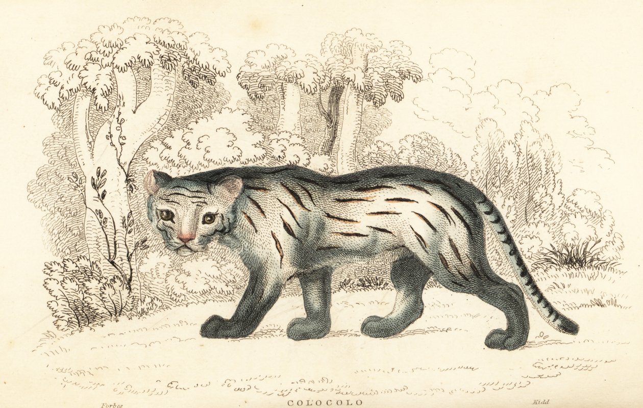 Pampaskatt eller pantanal, Leopardus colocola. ,1834 (gravering) av William Alexander Forbes