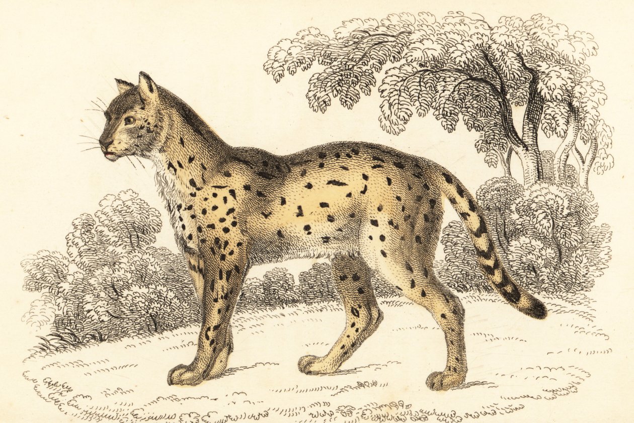 Serval, Leptailurus serval., 1834 (gravering) av William Alexander Forbes