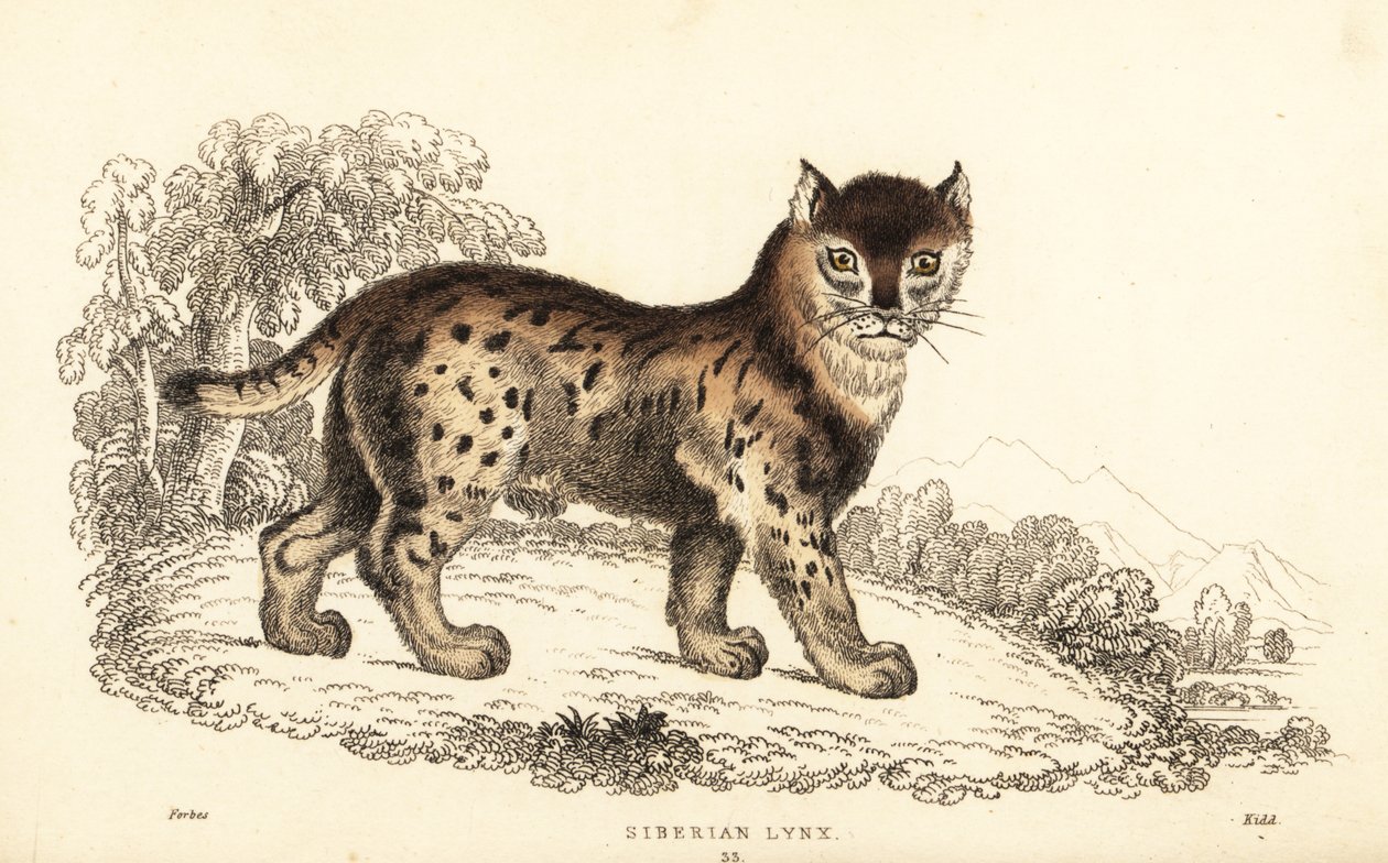 Sibirsk gaupe, Gaupe gaupe wrangeli (Felis lynx)., 1834 (gravering) av William Alexander Forbes