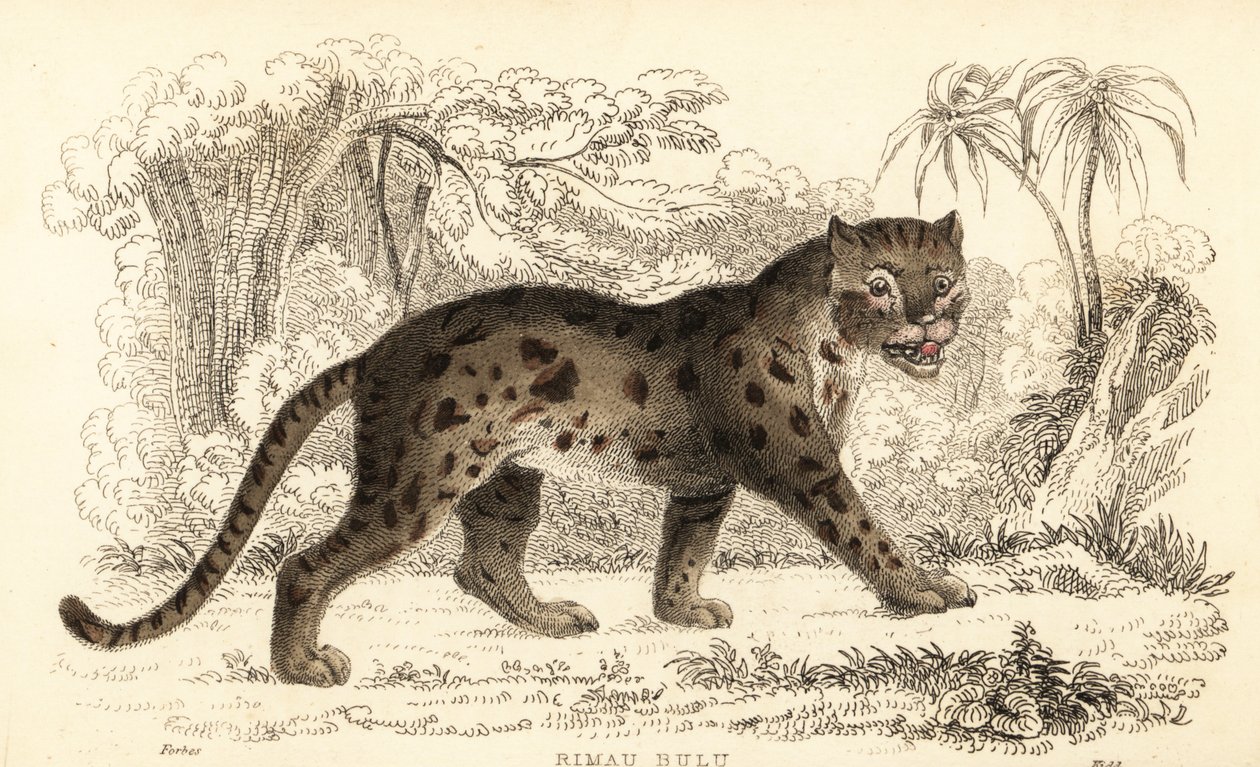 Sunda leopardkatt, Prionailurus bengalensis subsp. sumatranus. ,1834 (gravering) av William Alexander Forbes