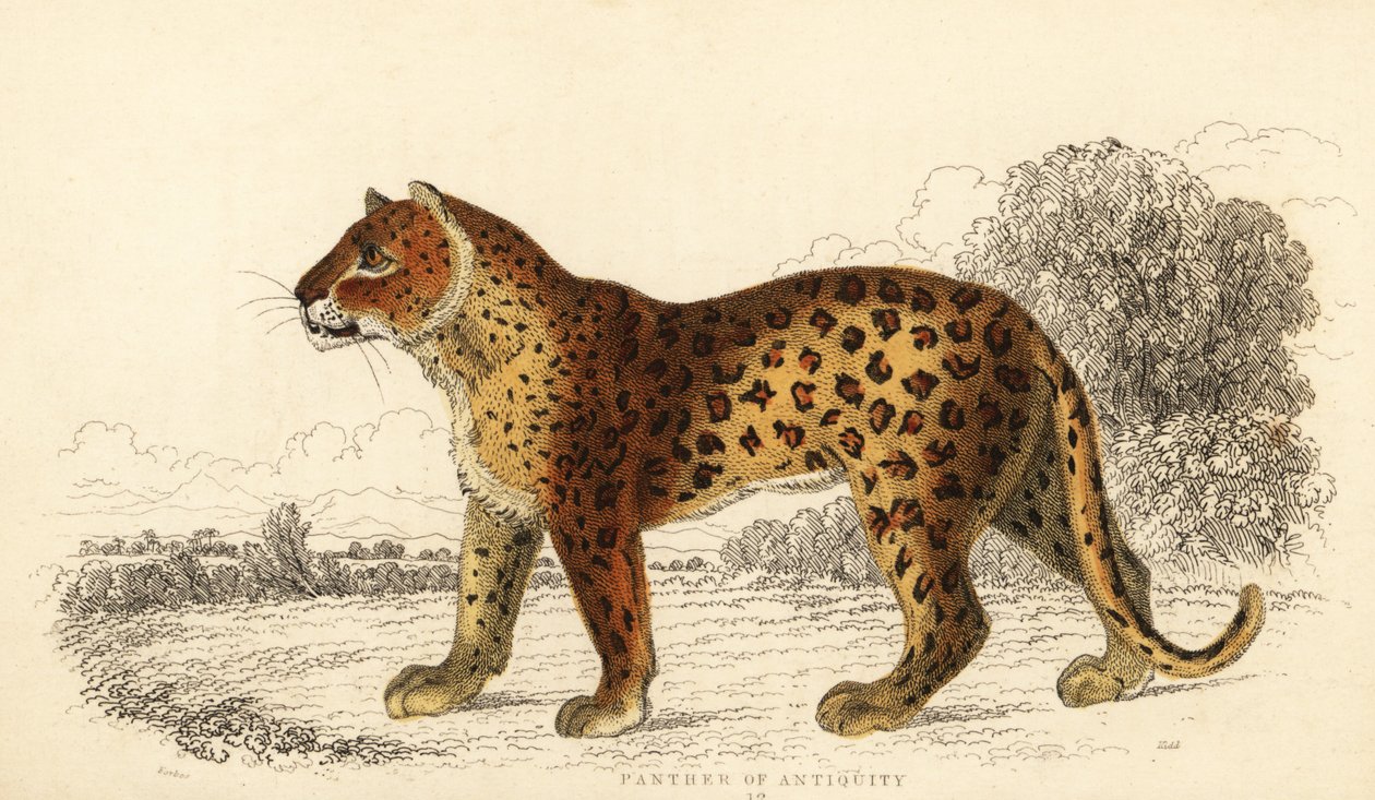 Antikkens panter. ,1834 (gravering) av William Alexander Forbes