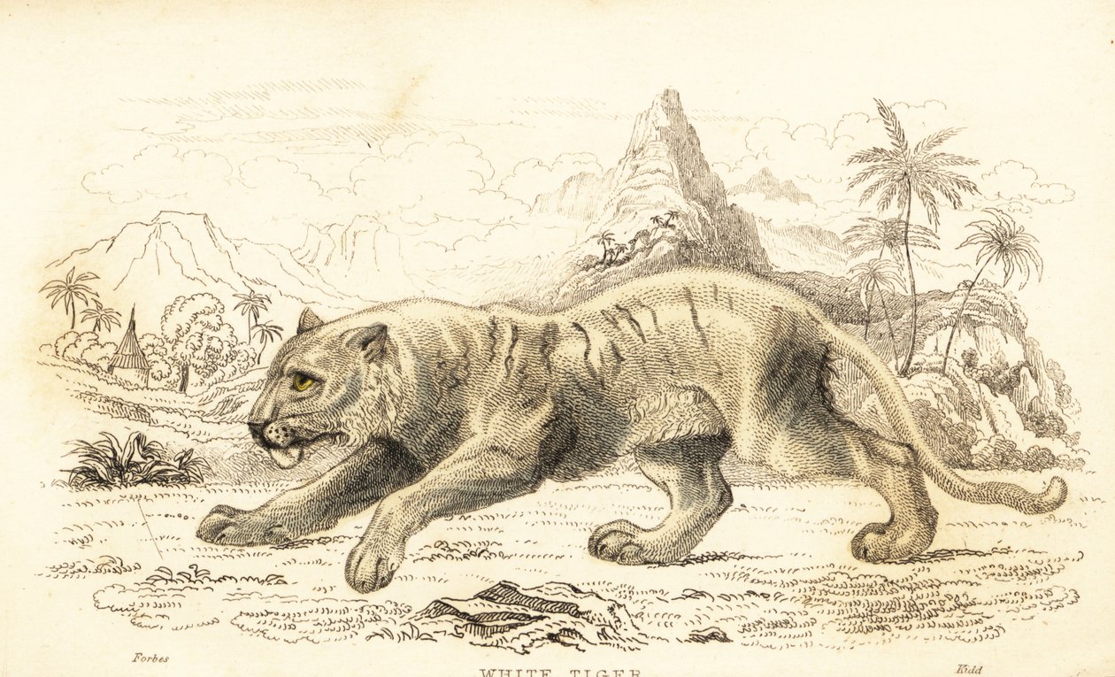 Hvit tiger, Panthera tigris tigris. Truet. ,1834 (gravering) av William Alexander Forbes