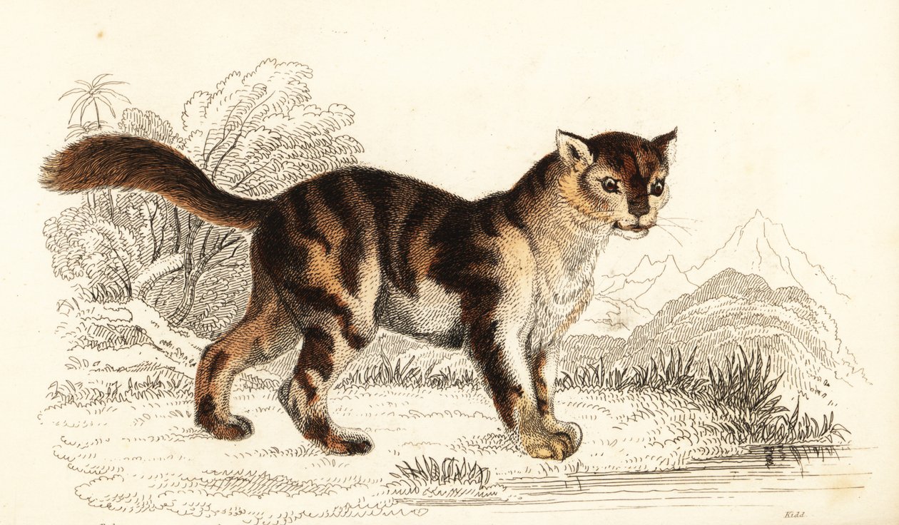 Vill skilpaddeskatt fra Sør-Amerika, Felis catus. ,1834 (gravering) av William Alexander Forbes