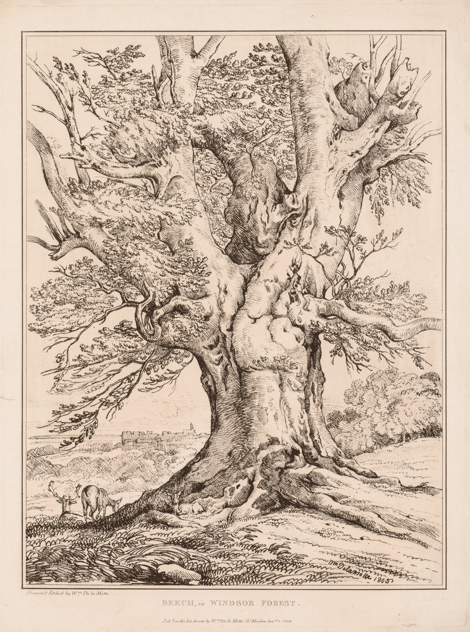 Bøk i Windsor Forest av William Alfred Delamotte