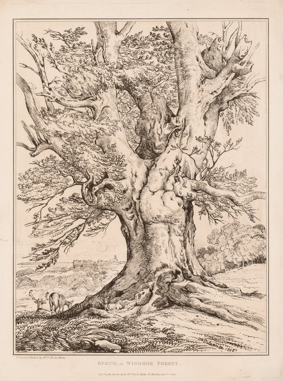 Bøk i Windsor Forest, 1805. av William Alfred Delamotte
