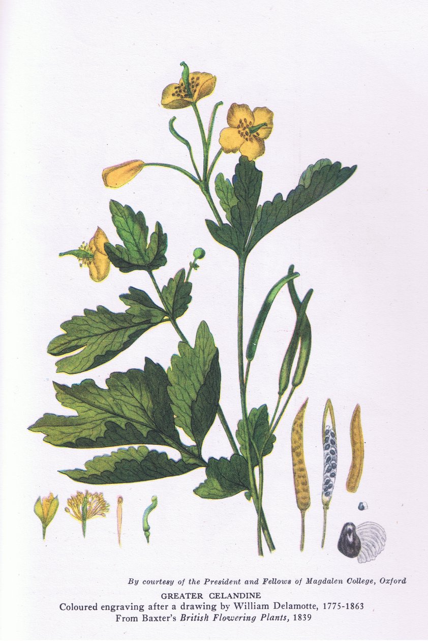 Greater Celandine, Nature in Britain utgitt av Collins av William Alfred Delamotte