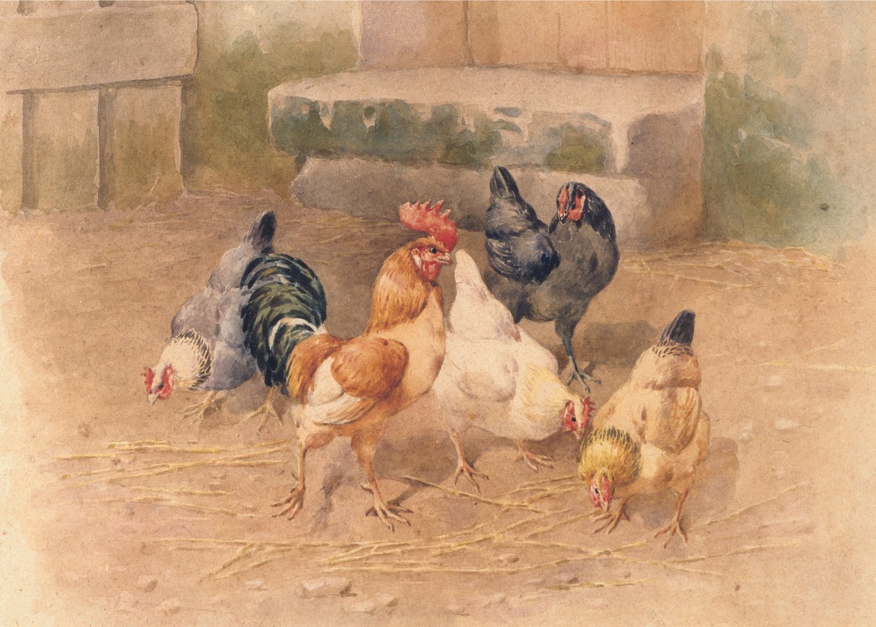 Kyllinger (akvarell med kroppsfarge på papir) av William Baptiste Baird
