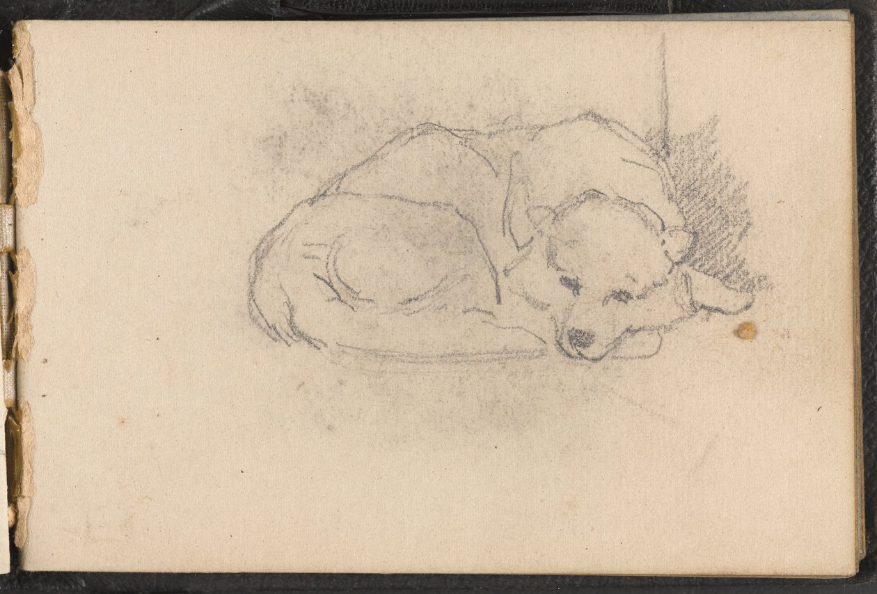 Skisse av en sovende hund, 1879 ca av William Barnes Wollen