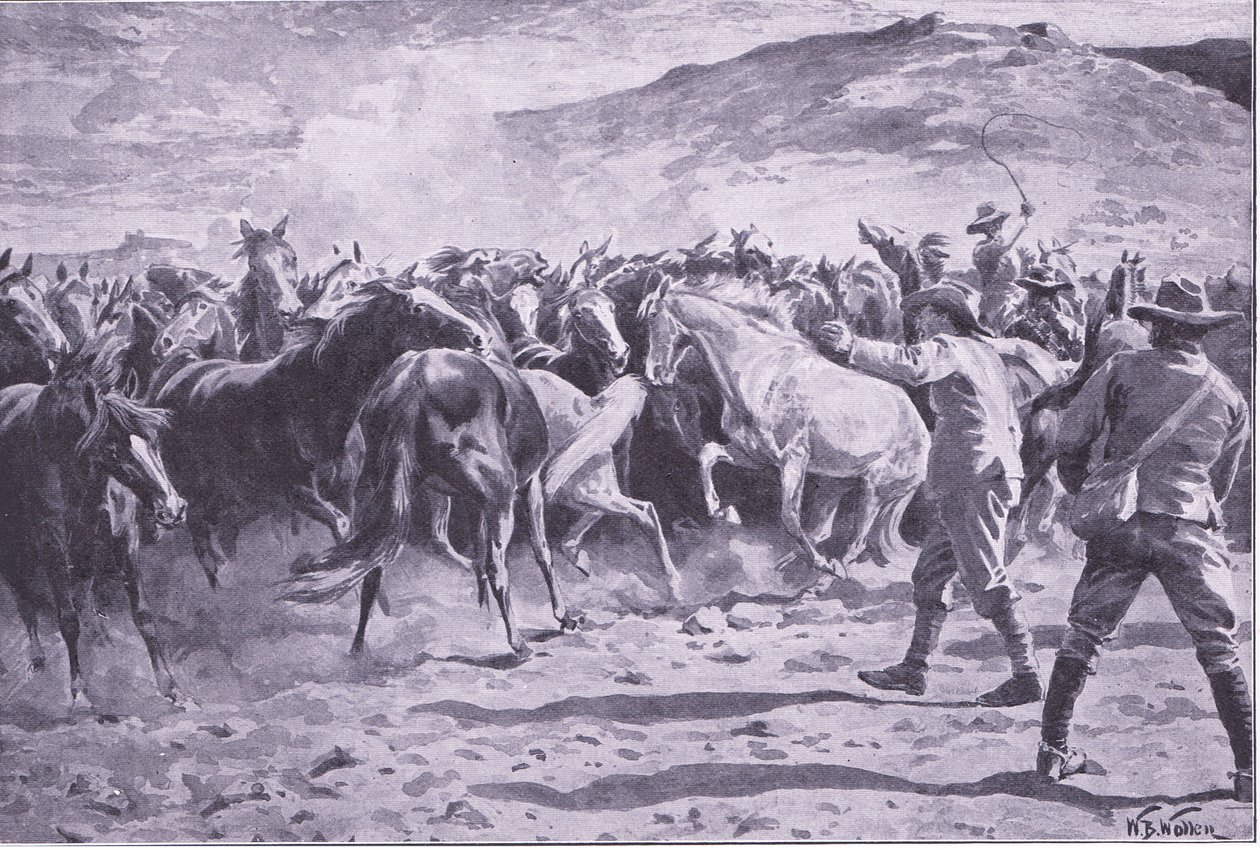 Fangsten av hestene i Brandwater-distriktet nær Fouriesburg: runding av flokken, illustrasjon fra After Pretoria: The Guerilla War, 1902 av William Barnes Wollen