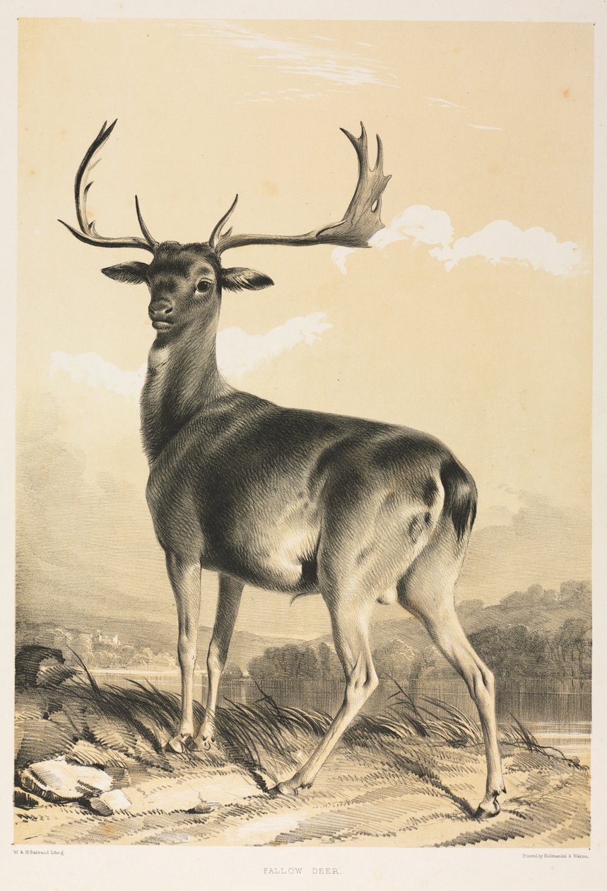 Dåhjort av William Barraud