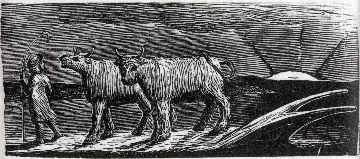 Unyoked Heifers Loitering Homeward, illustrasjon fra Dr. Thorntons 
