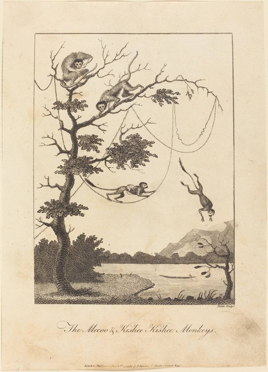 The Mecoo & Kisbee Kishee Monkeys av William Blake after John Gabriel Stedman