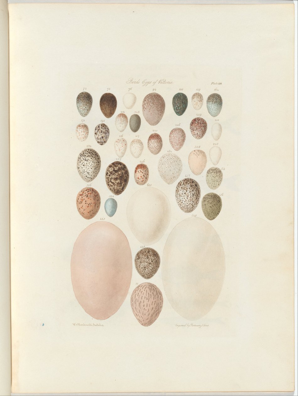 Birds eggs of Victoria.the upubliserte folioen Australia Terra Cognita av William Blandowski. 1855-56 av William Blandowski