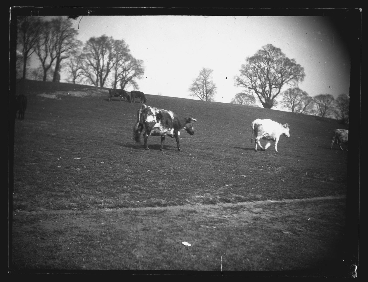 Quarry Field, Rumney, Cardiff, 1892. av William Booth