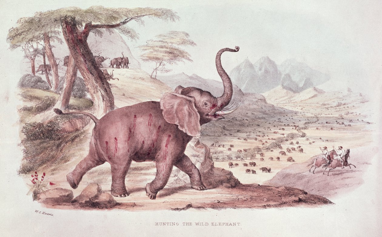 Hunting the Wild Elephant, illustrasjon fra 'Wild Sports of South Africa' av WC Harris, 1841 av William Cornwallis Harris