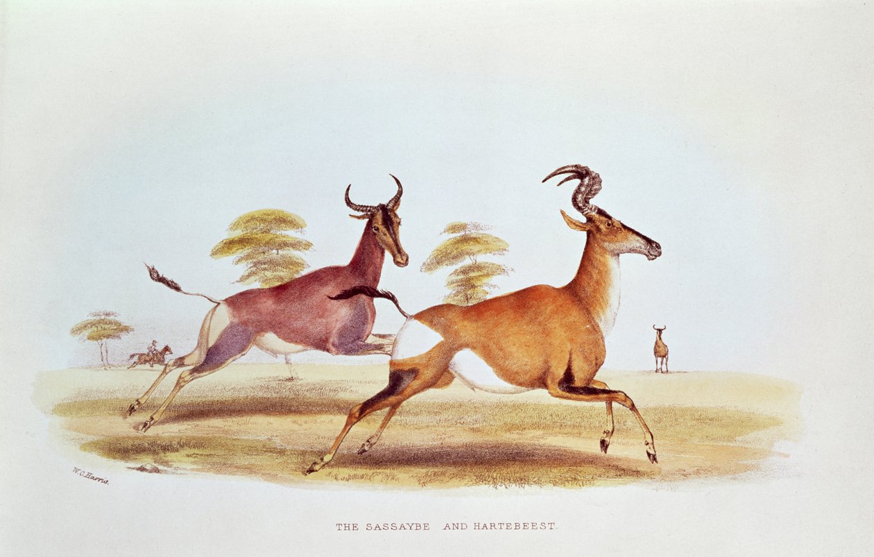 The Sassaybe and the Hartebeest, illustrasjon fra 