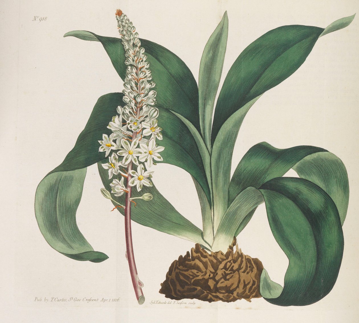 Botanisk magasin, 1787-1833. av William Curtis