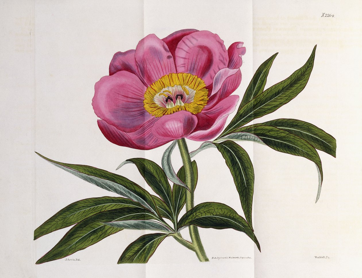 Illustrasjon, nummer 2264, fra "The Botanical Magazine", 1787-1826 av William Curtis