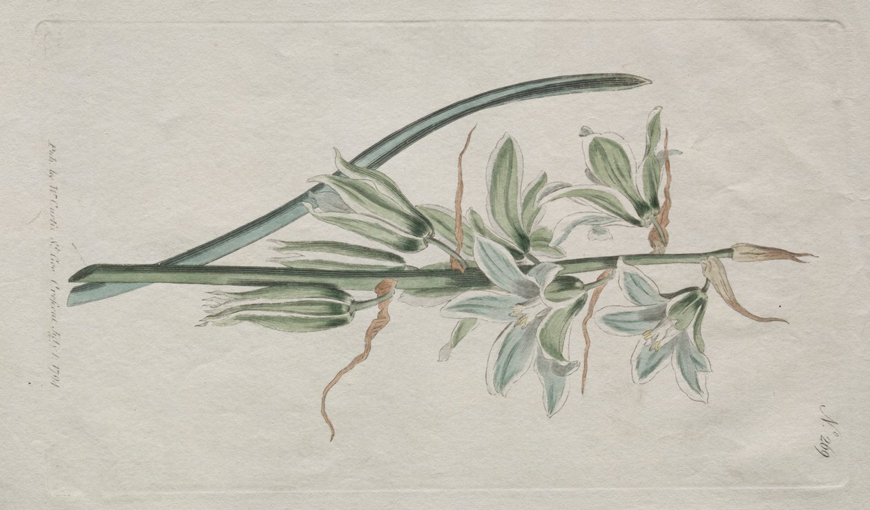 The Botanical Magazine eller Flower Garden vist: Star of Bethlehem, 1794. av William Curtis