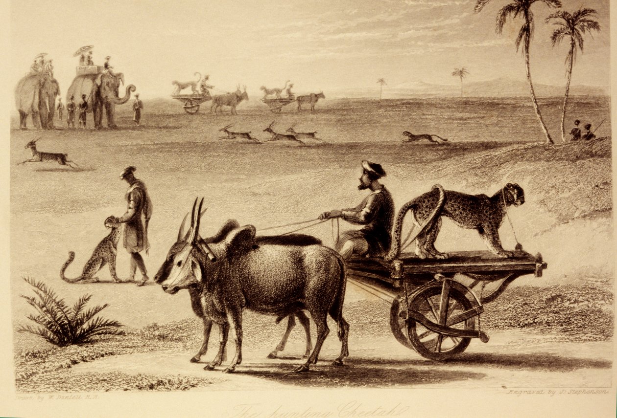 Jaktgepardene av William Daniell