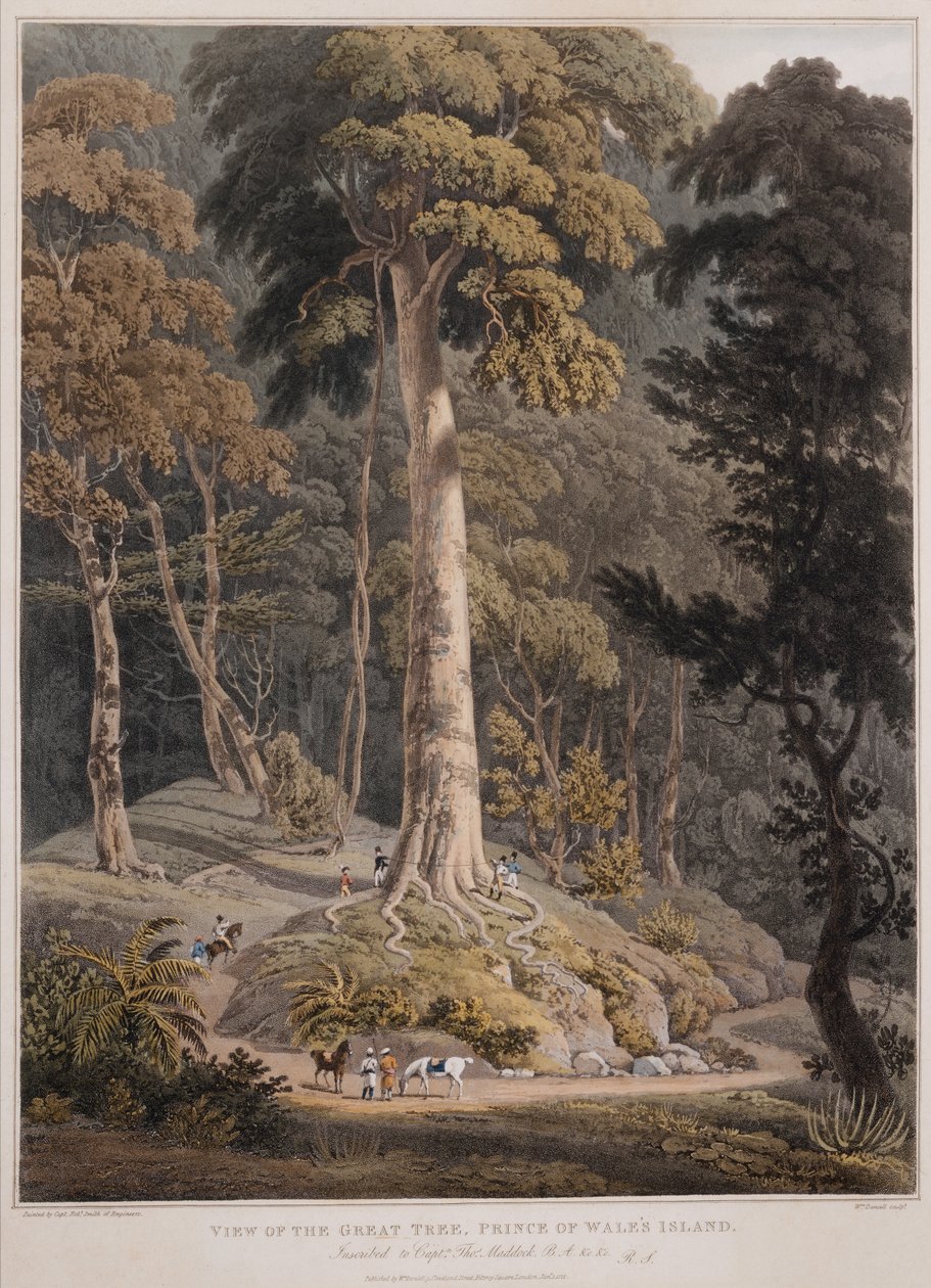 Utsikt over det store treet, Prince of Wales Island av William Daniell