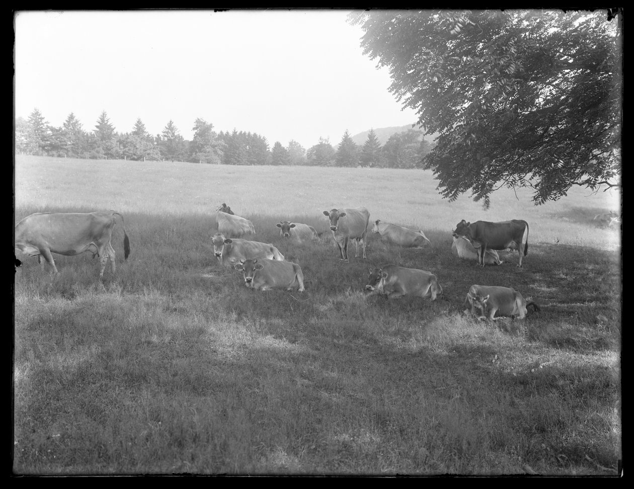Kyr som hviler under et tre, sannsynligvis McCready Farm, Crawford County, Pennsylvania, ca. 1913 av William Davis Hassler