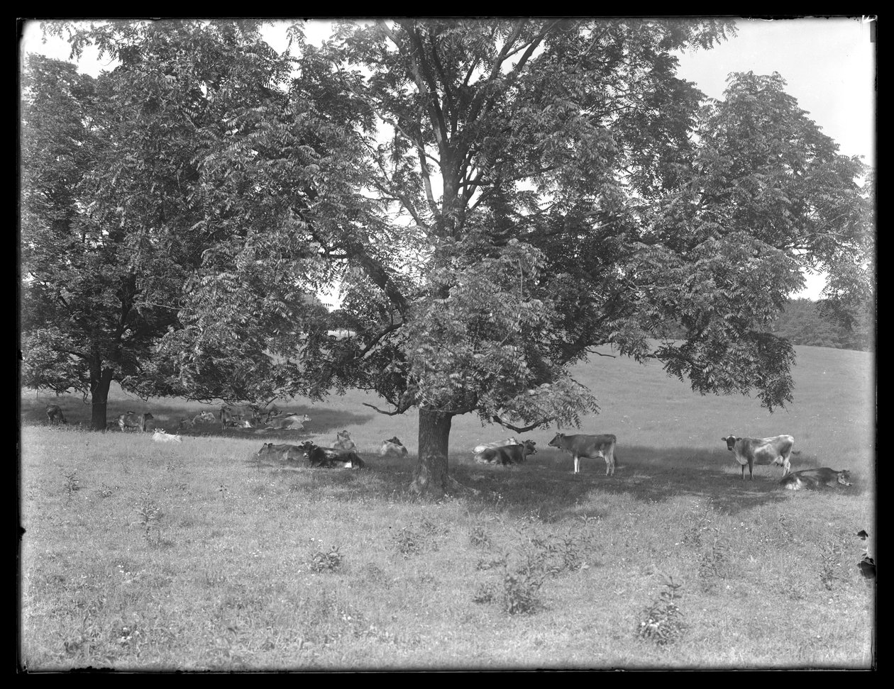 Kyr som hviler under et tre, sannsynligvis McCready Farm, Crawford County, Pennsylvania, ca. 1913 av William Davis Hassler