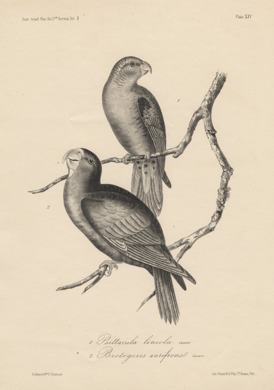 1. Psittacula lineola og 2. Brotogeris aurifrons, litho av J.T. Bowen, 1850 av William E. Hitchcock