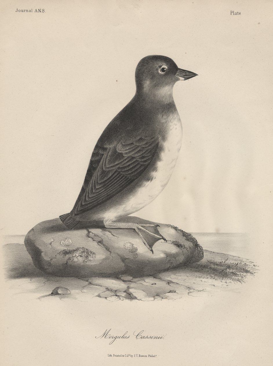 Megalus Cassinii, litho av J.T. Bowen, 1850 av William E. Hitchcock