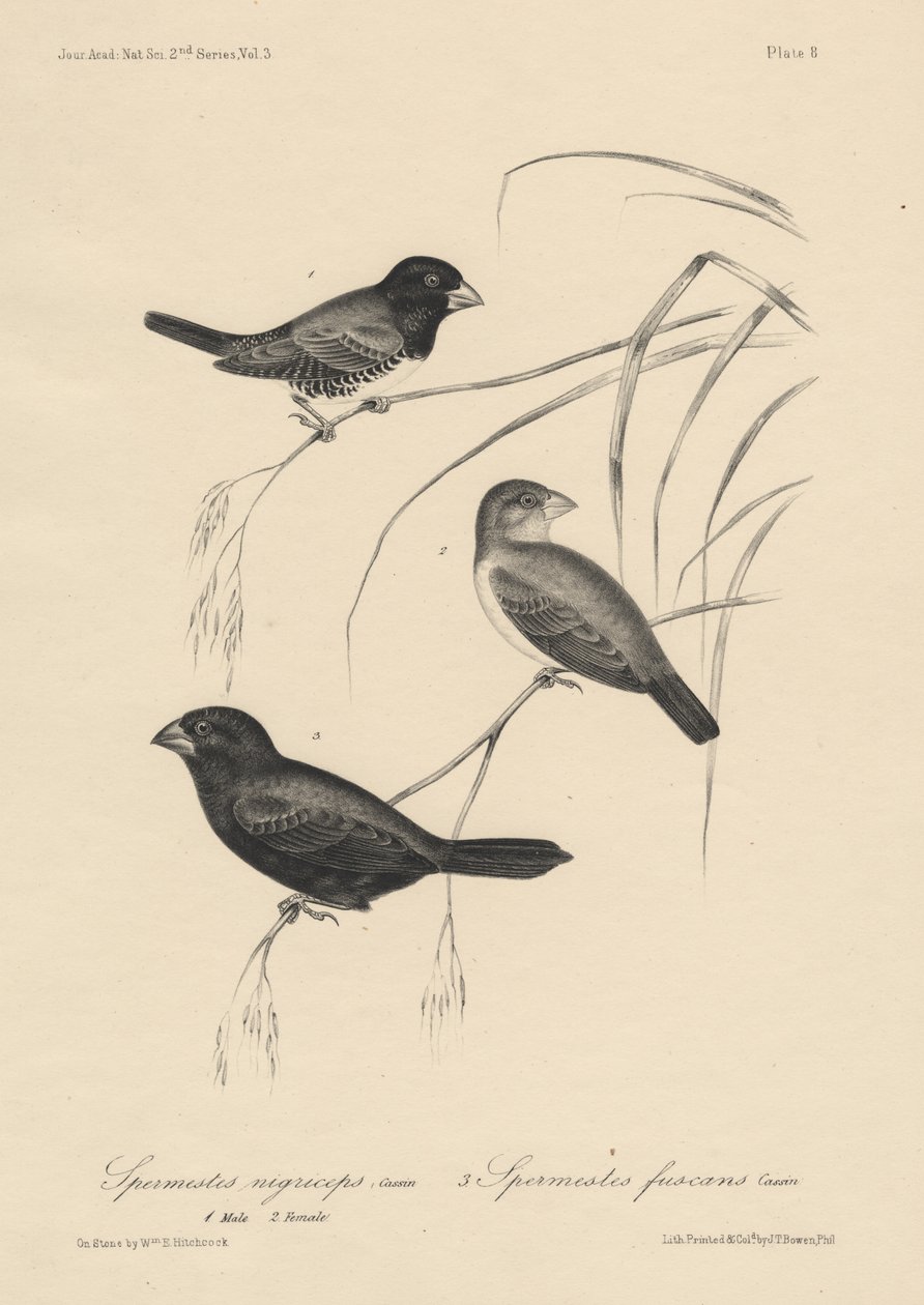 Spermestes Nigriceps (hann og kvinne) og Spermestes Fuscans, litho av J.T. Bowen, 1850 av William E. Hitchcock