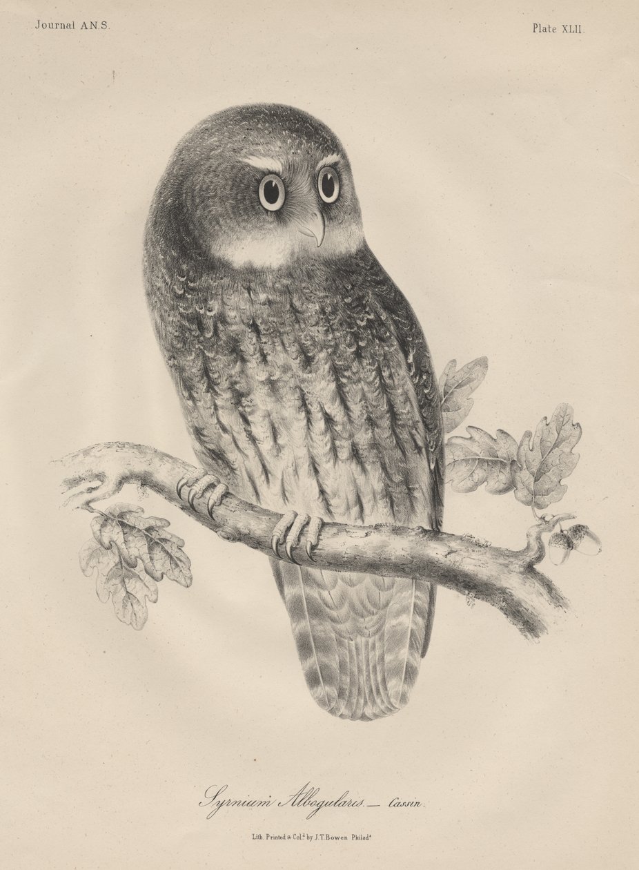 Syrnium Albogularis, litho av J.T. Bowen, 1850 av William E. Hitchcock