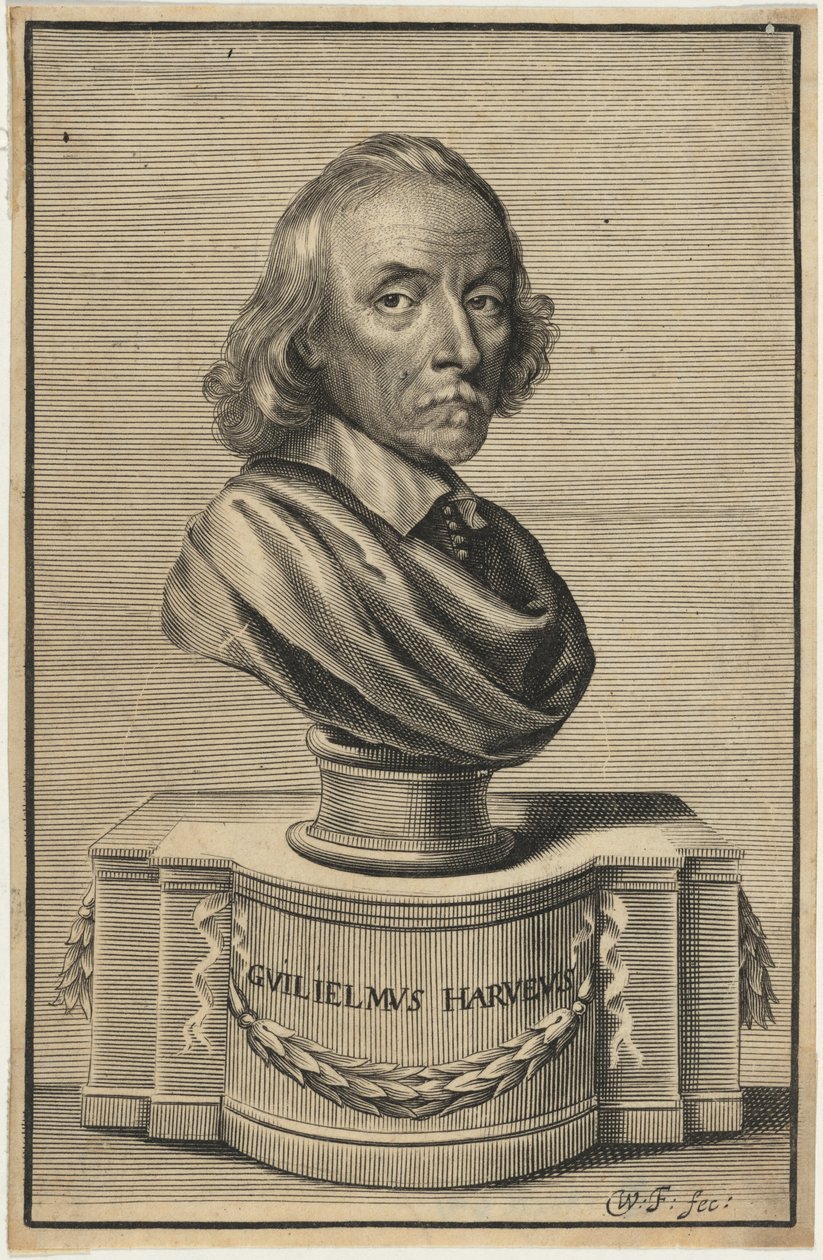 William Harvey, M.D. av William Faithorne