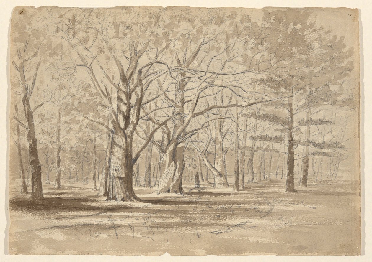 College Woods av William Fowler Hopson