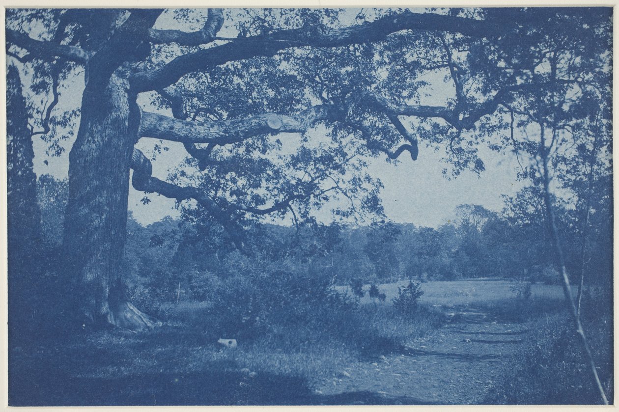 Stor eik ved Edge of Meadow av William H. Cades