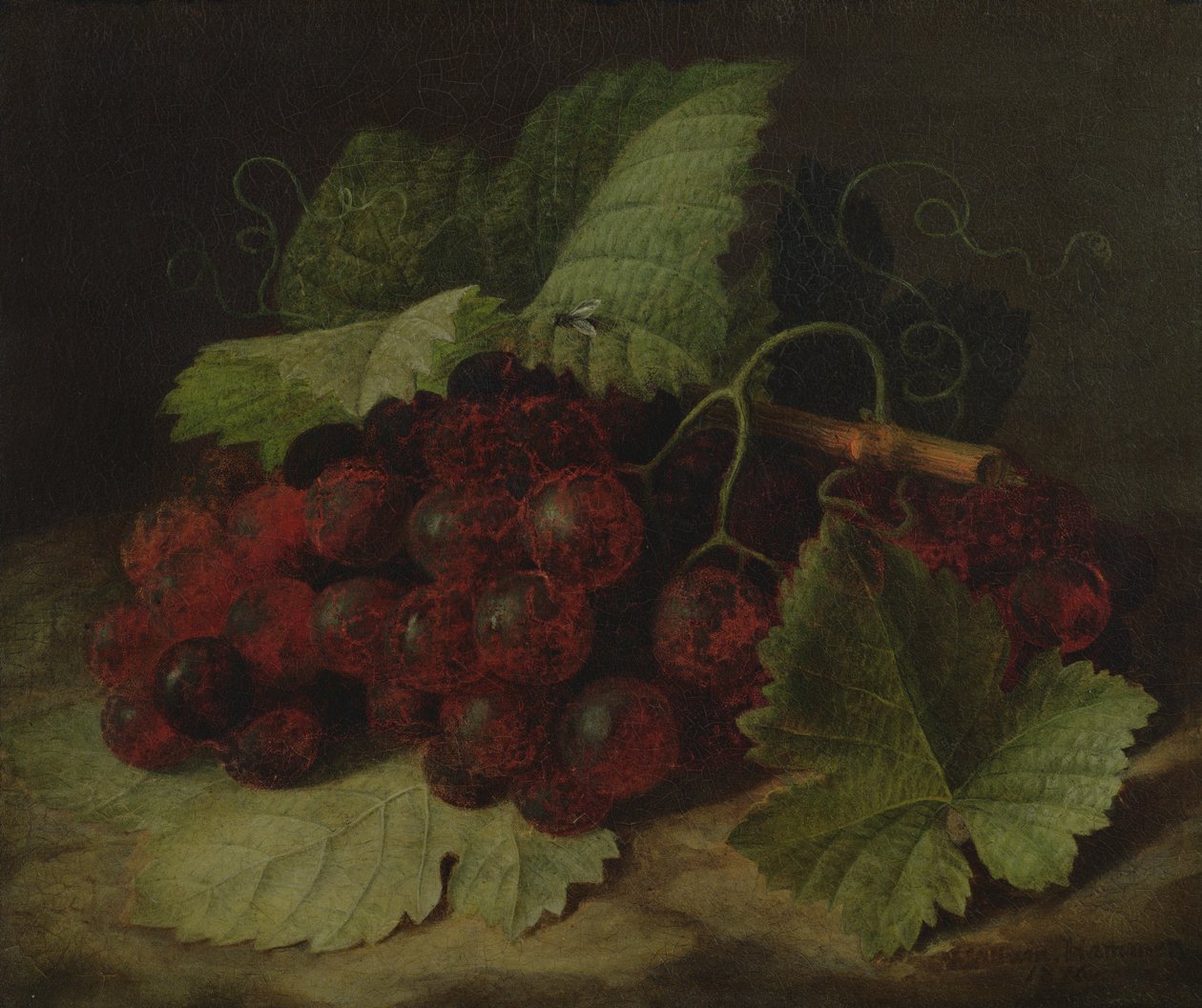 Stilleben av druer av William Hammer