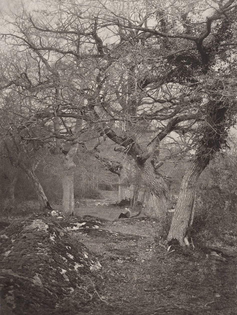 Forest of Fontainebleau, 1870-tallet. av William Harrison