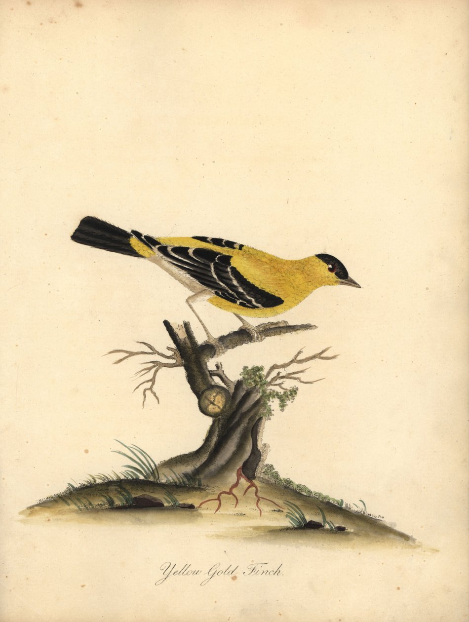 Amerikansk gullfink, Carduelis tristis. (Gul gullfink, Fringilla tristis) Håndfarget kobberstikk av en illustrasjon av William Hayes fra Portraits of Rare and Curious Birds from the Menagery of Osterly Park. av William Hayes