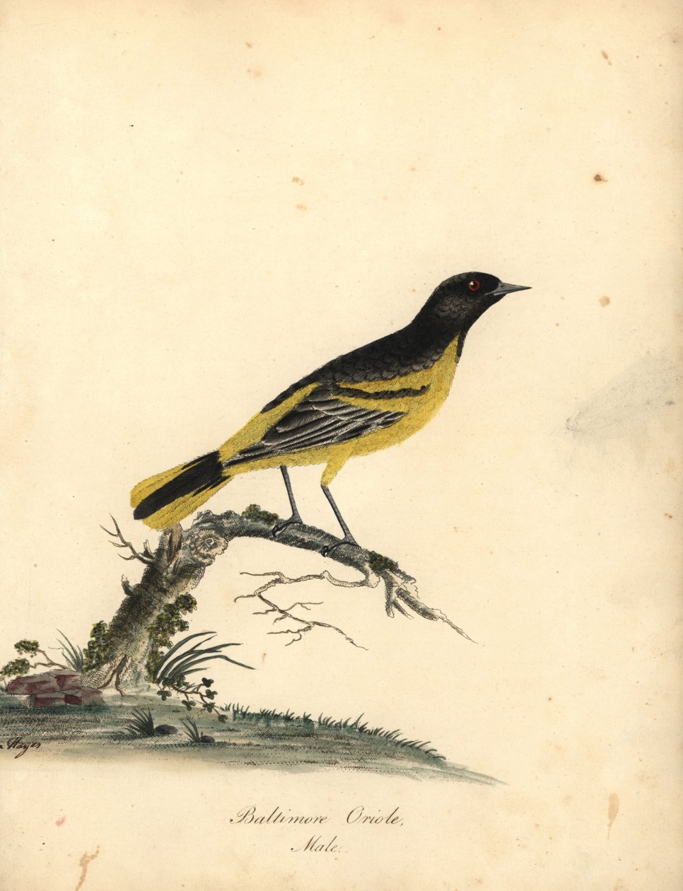 Baltimore oriole, Icterus galbula. (Baltimore oriole, Oriolus baltimore) Håndfarget kobberstikk av en illustrasjon av Matilda Hayes fra William Hayes